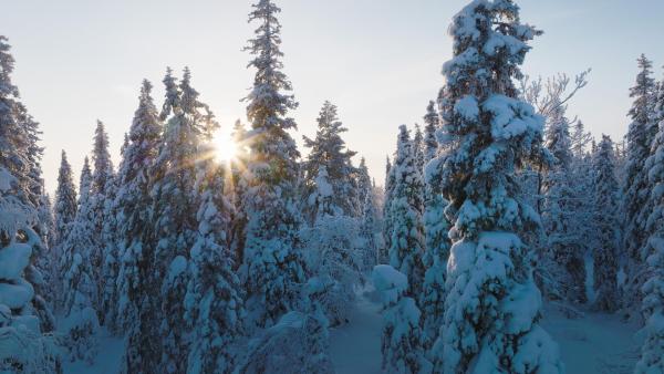 Bild 1 von 20: Im Bild: Im Winter verwandeln sich die nördlichen Wälder Europas in eine magische Welt.