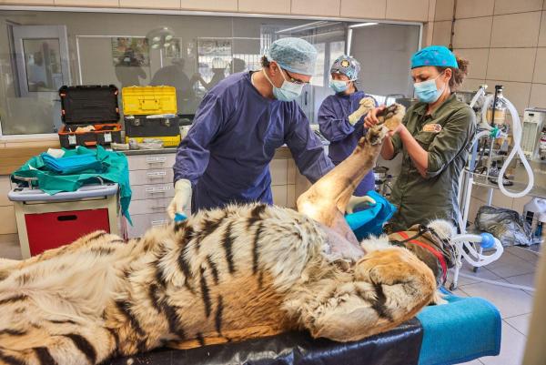 Bild 1 von 4: Dr. Noel Fitzpatrick (l.)