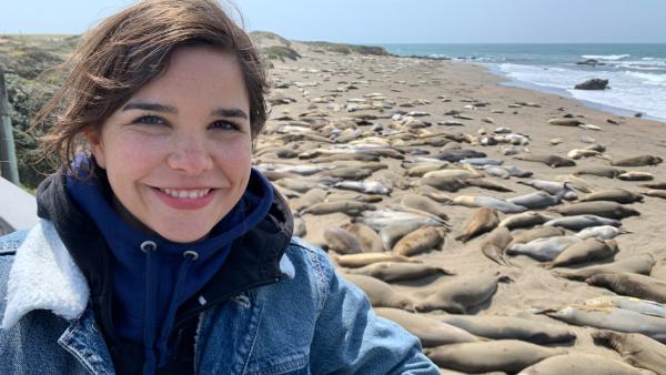 Bild 1 von 3: Anna besucht die See-Elefanten in Piedras Blancas, Kalifornien.