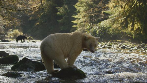Bild 1 von 14: Im Herbst warten Geisterbären und ihre schwarzen Artgenossen auf die Ankunft der Lachse.