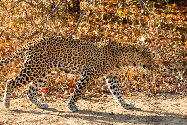 Bild 1 von 8: Die Leopardin Malika.