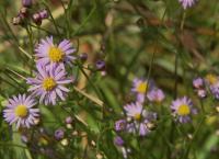 Horizont - Sommerglücksmomente