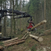 Einsatz am Limit - Knochenjob Holzfällen