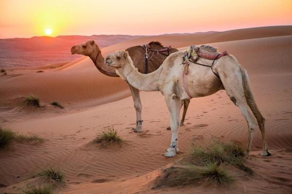 Bild 1 von 18: Unbekanntes Arabien