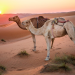 Unbekanntes Arabien: Es war einmal... Das Märchenland Oman