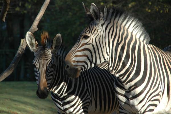 Bild 1 von 1: Zebras.