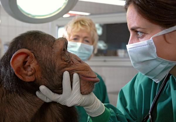Bild 1 von 7: Susanne Mertens (Elisabeth Lanz) untersucht den Schimpansen Ringo.
