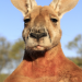 Kängurus - Australiens Rote Riesen