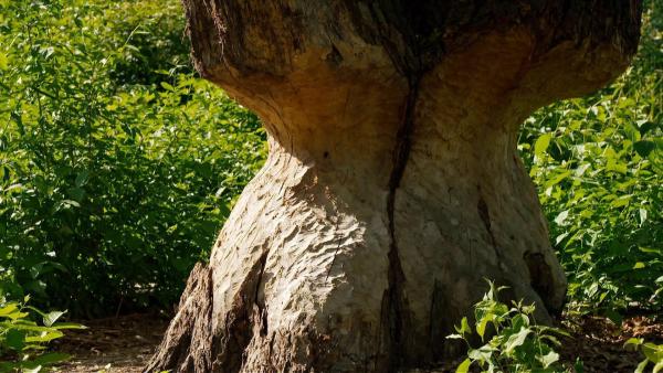 Bild 1 von 8: Im Bild: Baum von Bibern angenagt.