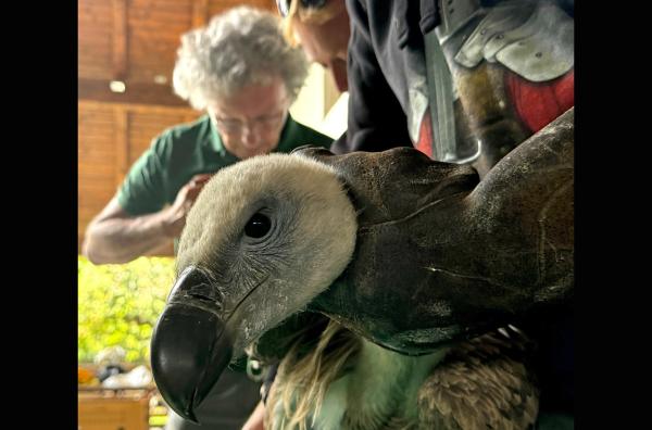 Bild 1 von 4: Biologe Fulvio Genero beringt einen Gänsegeier in der Geierstation von Cornino.