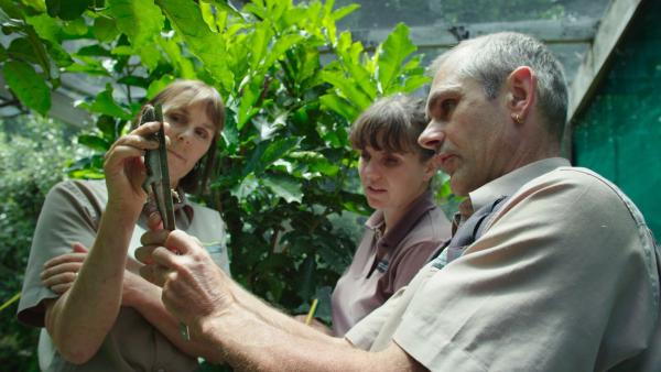 Bild 1 von 8: Die Naturschützer vom Deparment of Conservation werden das Wachstum dieser jungen Brückenechse überwachen: Leigh Joyce, Nicola Toki, Richard Walle (von links) auf Little Barrier Island, Neuseeland.