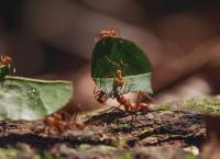 Natur Talente