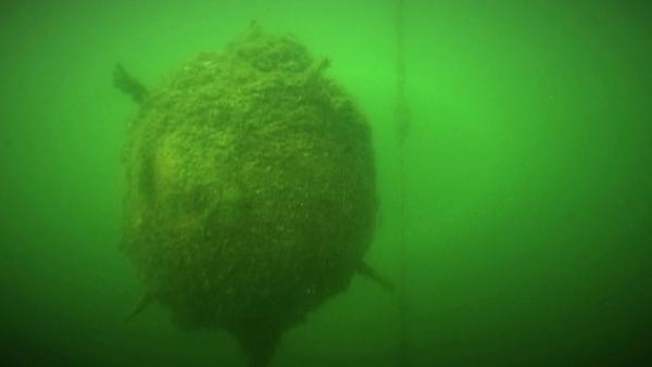 Bild 1 von 3: Zwei Kilogramm Plastiksprengstoff soll diese stachelige Mine ausschalten.