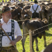 Daheim in den Bergen - Liebesreigen