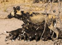 Okawango - Fluss der Träume