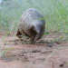 Anna und die wilden Tiere