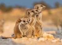 Haus der Erdmännchen - Eine Familiensaga