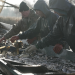 Karpfen statt Lachs