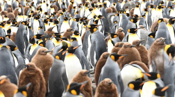 Bild 1 von 1: Königspinguine: Noch sind die Eltern da, doch im Frühling verlassen sie für Wochen ihre Jungen, um im offenen Meer auf Fischfang zu gehen.