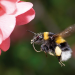 Anixe Wildlife