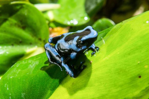 Bild 1 von 7: Blauer Gift-Pfeil-Frosch.