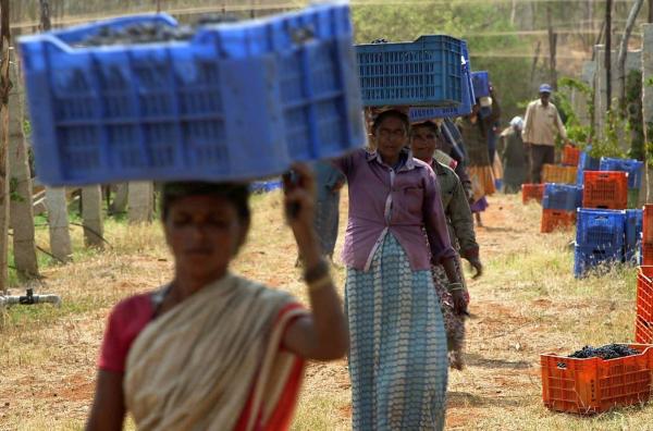 Bild 1 von 4: Die Dokumentation ?Indien - Die Trauben der Moderne? stellt einige der visionären lokalen Weinbauern vor und gibt Einblicke in die indische Gesellschaft von heute und morgen.