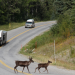 Alaska Highway