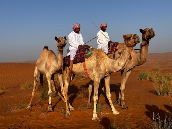 Bild 1 von 7: Die Arbeit in der Wüste beginnt früh, schnell wird es heiß. Humied Al-Mughairy und sein Bruder Abdullah bringen einige der familieneigenen Kamele tiefer in die Wüste.