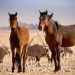 Afrikas Wilder Westen - Namibias Wüstenpferde