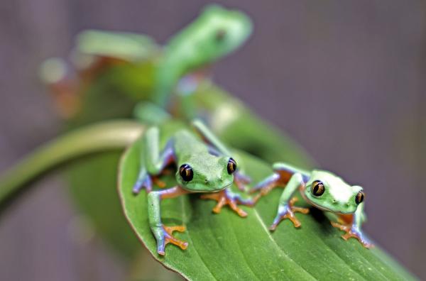 Bild 1 von 5: Der Orangenlaubfrosch ist hoch bedroht. Nachzuchten aus dem Zoo Zürich werden nach Karlsruhe gebracht.