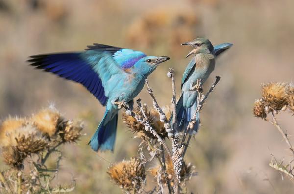Bild 1 von 3: Azur und Iris, ein Paar der seltenen Blauracken, suchen nach ihrer Rückkehr aus Afrika einen Nistplatz im südfranzösischen Languedoc ? doch die immer stärkere Konkurrenz um die schwindenden Nistmöglichkeiten erschwert das Vorhaben.