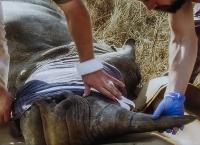 Wildlife Crime - Milliardengeschäft Tierhandel