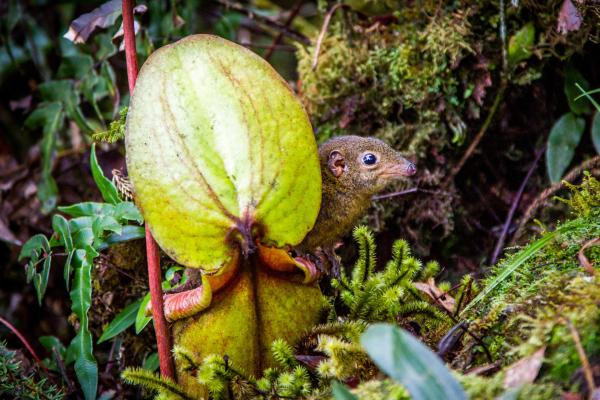 Bild 1 von 15: Die fleischfressenden Kannenpflanzen produzieren eine süße Flüssigkeit, die unter anderen Hochland-Spitzhörnchen anlockt.