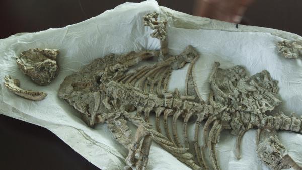 Bild 1 von 3: Der Repenomamus lebte vor 130 Millionen Jahren, war ein wolfsgroßes Säugetier und fraß kleine, gefiederte Dinosaurier.