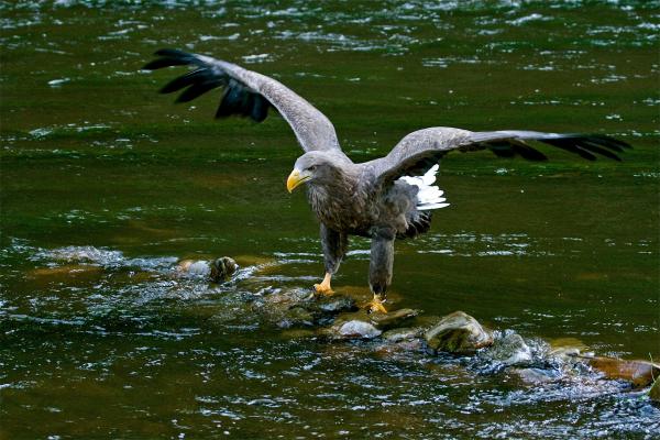 Bild 1 von 9: Ausgewachsener Seeadler hält Ausschau nach vorbeischwimmenden Fisch.