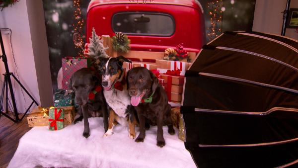 Bild 1 von 6: Charity-Hundefotoshooting bei Paulis Hundeausstatter.