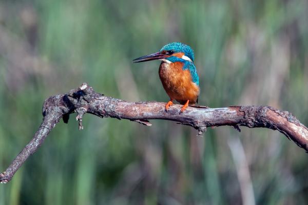Bild 1 von 15: Eisvogel.