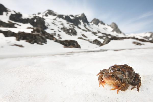 Bild 1 von 15: Ein Grasfrosch-Paar umklammert sich bei der Paarung in den Französischen Alpen.