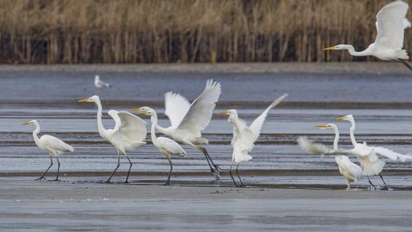 Bild 1 von 42: Im Bild: Friert der See zu, wird es für manche Tiere schwierig an die Fische unter dem Eis zu gelangen.