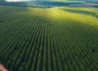 Hoffnungsträger Wald - Können Bäume das Klima retten?