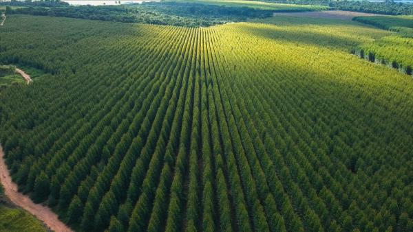 Bild 1 von 6: Baumplantagen mit Monukulturen sind keine intakten Ökosysteme.