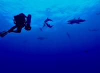 Mysterium Bermudadreieck