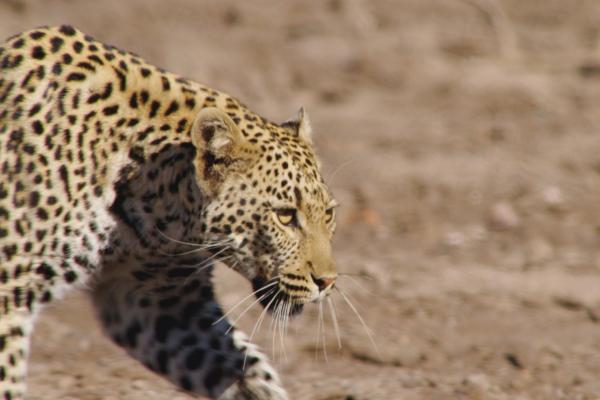 Bild 1 von 5: Ein Leopard auf der Pirsch.