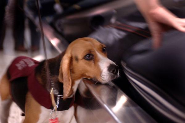 Bild 1 von 6: Tausende von Männern und Frauen widmen ihr Leben dem Schutz der australischen Grenze. Als Grenzbeamte stoßen sie bei ihrer Arbeit gegen Terrorismus, Schmuggel, illegale Einwanderer, Menschen- und Drogenhandel zum Teil auf äußerst kuriose Fälle ...