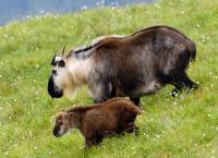 Anna und die wilden Tiere