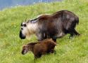 Anna und die wilden Tiere
