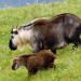 Anna und die wilden Tiere