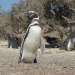 Fight Club der Tiere - Tierische Höchstleistung