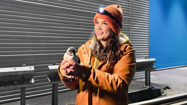 Bild 1 von 4: Anna geht in Island auf nächtliche Patrouille, um verirrte Papageitaucher-Küken zu retten.