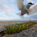 Wilde Ostsee